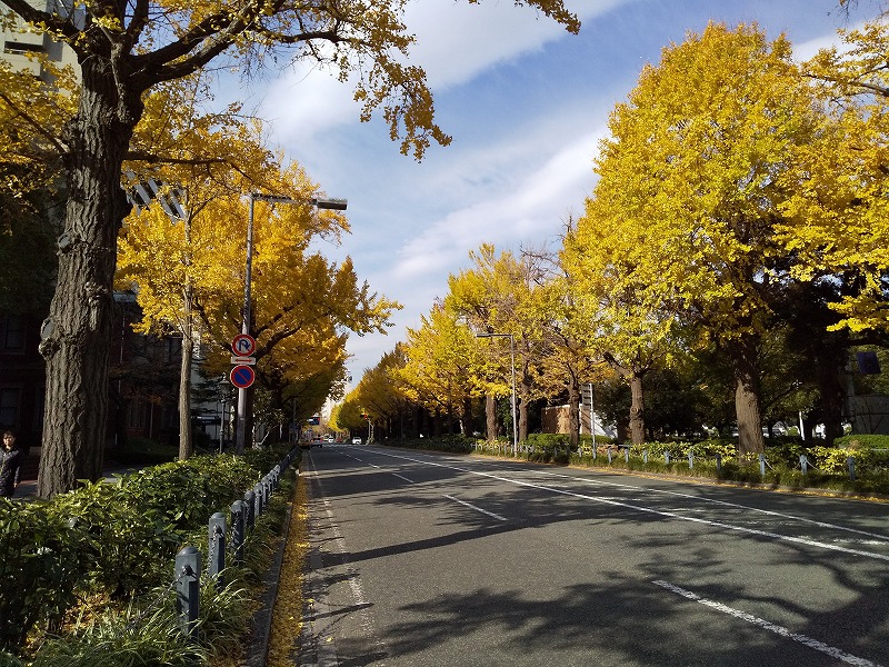 山下公園イチョウ並木