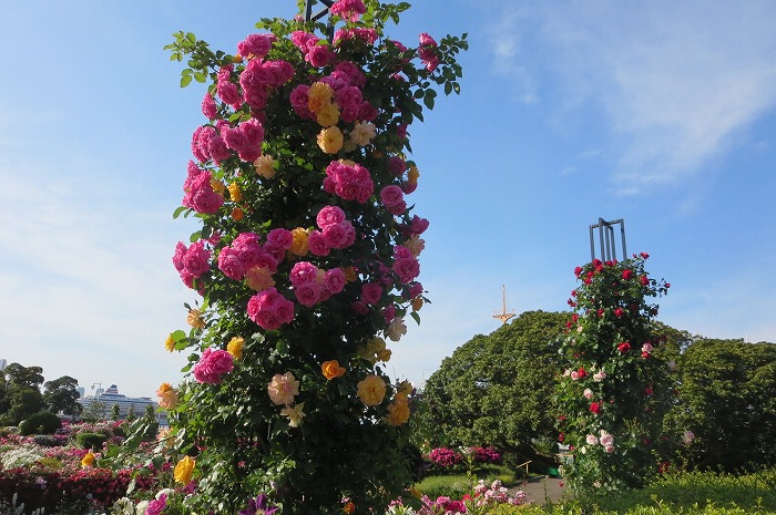 山下公園のバラ園１