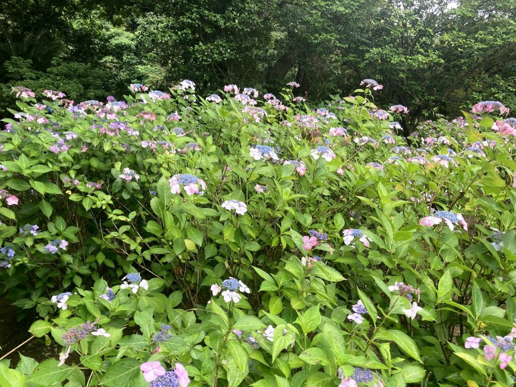 「あじさい公園」は3000株を誇る葉山一の紫陽花の名所